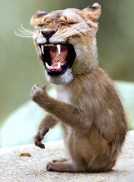 monkey-lion.jpg
